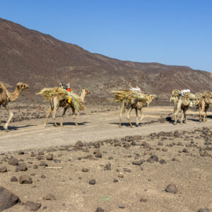 Tales of the Djibouti By Camille Massida